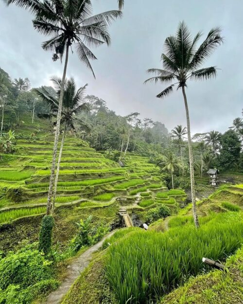 view of terraced rice fields in uma ceking resto and swings